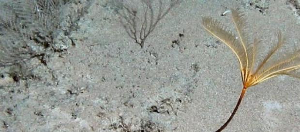 Newly discovered sea lily Newly discovered sea lily