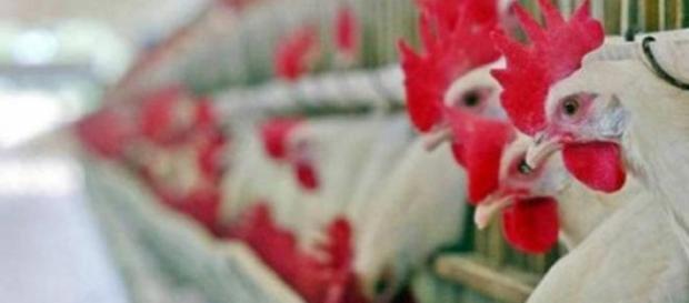Vírus da gripe das aves detectado no Japão Vírus da gripe das aves detectado no Japão