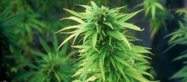 Cannabis sativa causa polêmica mundo afora Cannabis sativa causa polêmica mundo afora