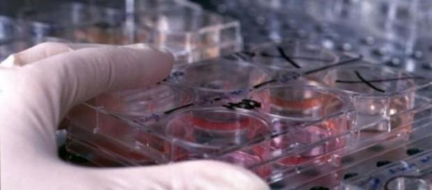 La ricerca scientifica punta sulla partenogenesi La ricerca scientifica punta sulla partenogenesi