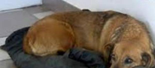 Masha la fiel perrita rusa Masha la fiel perrita rusa