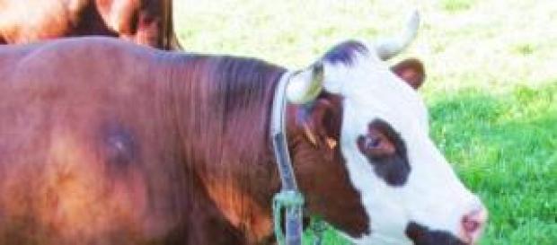 O leite de vaca é o mais consumido pelo Homem O leite de vaca é o mais consumido pelo Homem