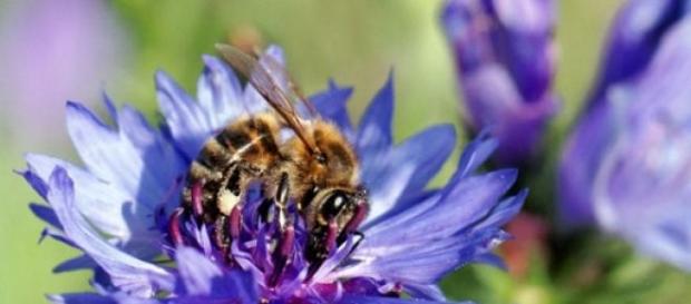 Abeille sur une fleur de bleuet Abeille sur une fleur de bleuet