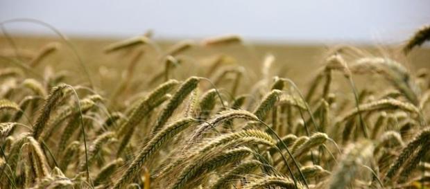 IMU 2014 sui terreni agricoli montani. IMU 2014 sui terreni agricoli montani.