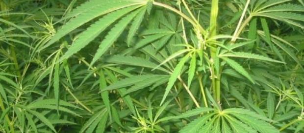 L'immagine di una coltivazione di cannabis L'immagine di una coltivazione di cannabis