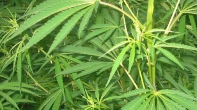 L'immagine di una coltivazione di cannabis