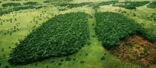 Amazônia: o pulmão do mundo - Mito ou verdade