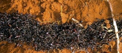 Mecanismo de correição de formigas