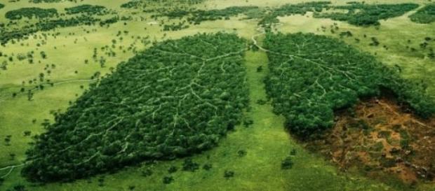 Amazônia: o pulmão do mundo - Mito ou verdade Amazônia: o pulmão do mundo - Mito ou verdade