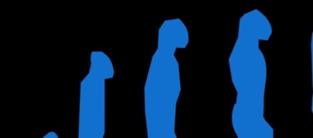 Evolução dos mamíferos, primatas e hominídeos. Evolução dos mamíferos, primatas e hominídeos.
