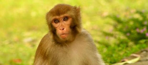 Macaco salvou um indivíduo da mesma espécie Macaco salvou um indivíduo da mesma espécie