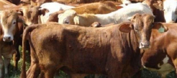 Animales tratados como objetos Animales tratados como objetos