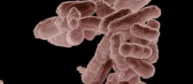 Bactérias: são boas ou ruins para nós Bactérias: são boas ou ruins para nós