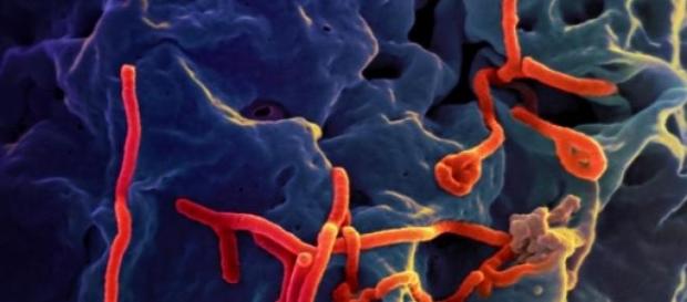 El FMI, un responsable de la epidemia El FMI, un responsable de la epidemia