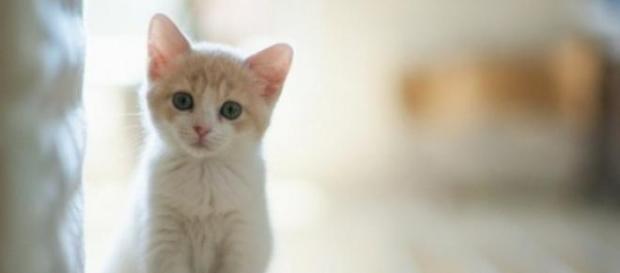 Gatos e cães são os melhores amigos do Homem Gatos e cães são os melhores amigos do Homem
