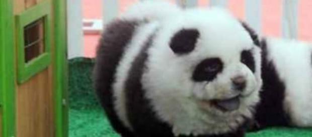 Il fantomatico Panda del circo Il fantomatico Panda del circo