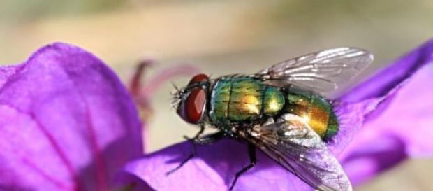 Lucilia sericata de cerca cambia mucho Lucilia sericata de cerca cambia mucho