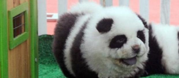 Perro chow chow teñido como un oso panda. Perro chow chow teñido como un oso panda.