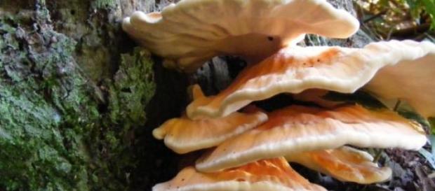 Saiba mais sobre os fungos Saiba mais sobre os fungos