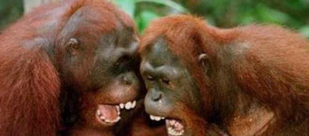 un primate gozara de libertad tras ser juzgado un primate gozara de libertad tras ser juzgado