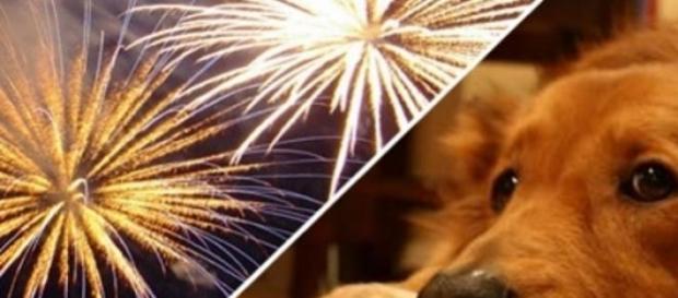 Animais e a sensibilidade ao barulho dos fogos. Animais e a sensibilidade ao barulho dos fogos.