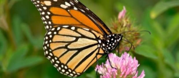 Conheça a borboleta monarca Conheça a borboleta monarca