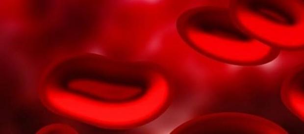 Glóbulos rojos de la sangre Glóbulos rojos de la sangre