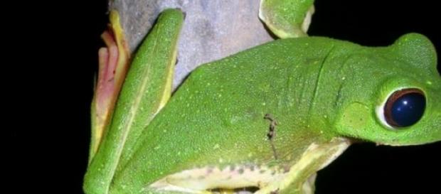 Una extraña especie de rana arborícola Una extraña especie de rana arborícola