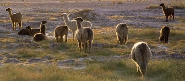 Cientistas apostam nos lamas para combater a Sida. Cientistas apostam nos lamas para combater a Sida.