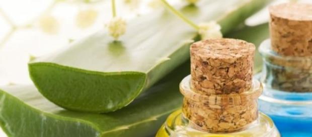 El aloe vera tiene propiedades terapéuticas El aloe vera tiene propiedades terapéuticas