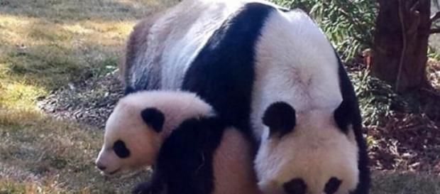 Tiernamente juntas la mamá y la hija panda Tiernamente juntas la mamá y la hija panda