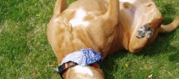 Dejetos caninos têm rendido bons valores em coimas Dejetos caninos têm rendido bons valores em coimas