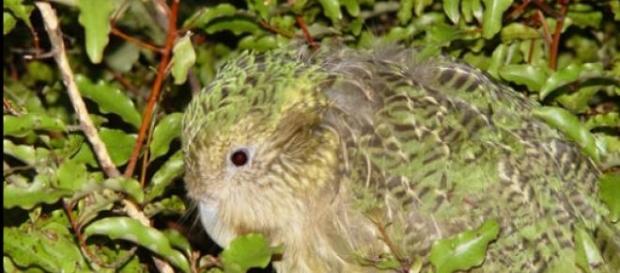 La extraña ave Kakapo de Nueva Zelanda La extraña ave Kakapo de Nueva Zelanda
