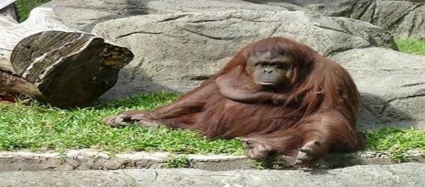 La Orangután Sandra espera que se le haga justicia La Orangután Sandra espera que se le haga justicia