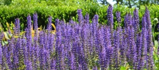 La salvia es antiinlfamatoriay astringente La salvia es antiinlfamatoriay astringente