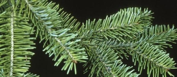 Les infos insolites de la semaine de Noël Les infos insolites de la semaine de Noël