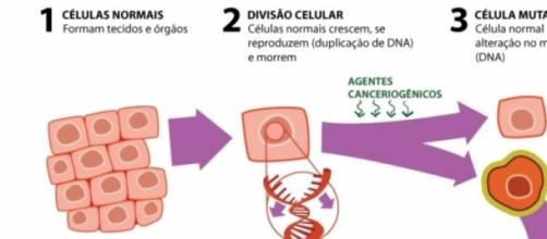 Como ocorre a divisão celular e a neoplasia
