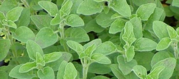 Oregano este planta ideala in bucataria ta Oregano este planta ideala in bucataria ta