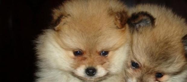 Pomerania, los perros más populares de la red Pomerania, los perros más populares de la red