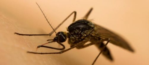 La malaria si trasmette per la zanzara anofele
