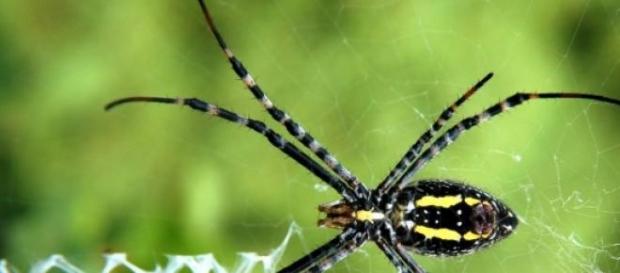 Aracnídeos encontrados no Brasil Aracnídeos encontrados no Brasil