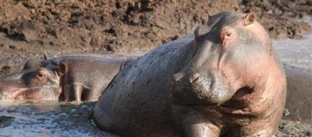 Ippopotamo muore durante fuga da circo Ippopotamo muore durante fuga da circo