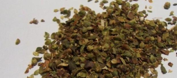 'Origanum vulgare', nombre científico del orégano 'Origanum vulgare', nombre científico del orégano