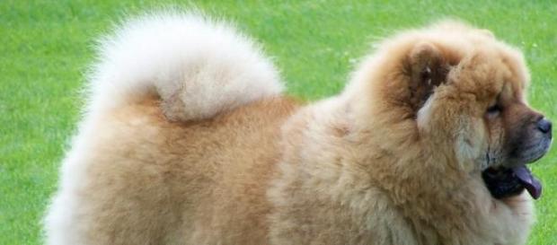 Os cães eram de raça chow chow. Os cães eram de raça chow chow.