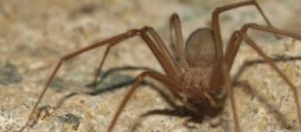 Araña ermitaña mata a un niño de 5 años Araña ermitaña mata a un niño de 5 años