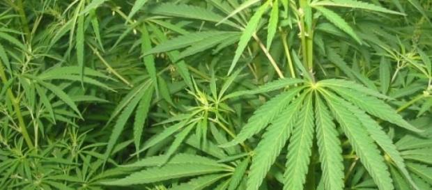 Bimba mangia torta alla marijuana e sta male Bimba mangia torta alla marijuana e sta male