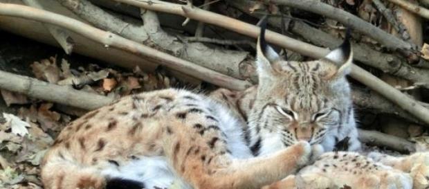 O Lince Ibérico é um dos animais em perigo. O Lince Ibérico é um dos animais em perigo.