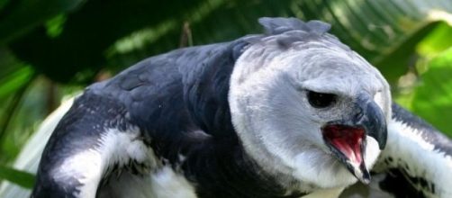 Conheça essa ave encantadora: a Harpia