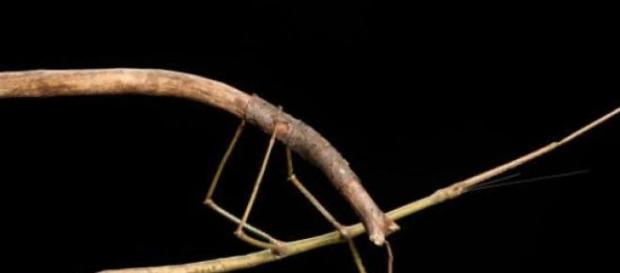 Es un enorme insecto palo de la isla de Borneo Es un enorme insecto palo de la isla de Borneo