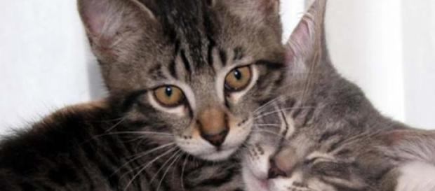 Gatitos en un abrazo sanador Gatitos en un abrazo sanador